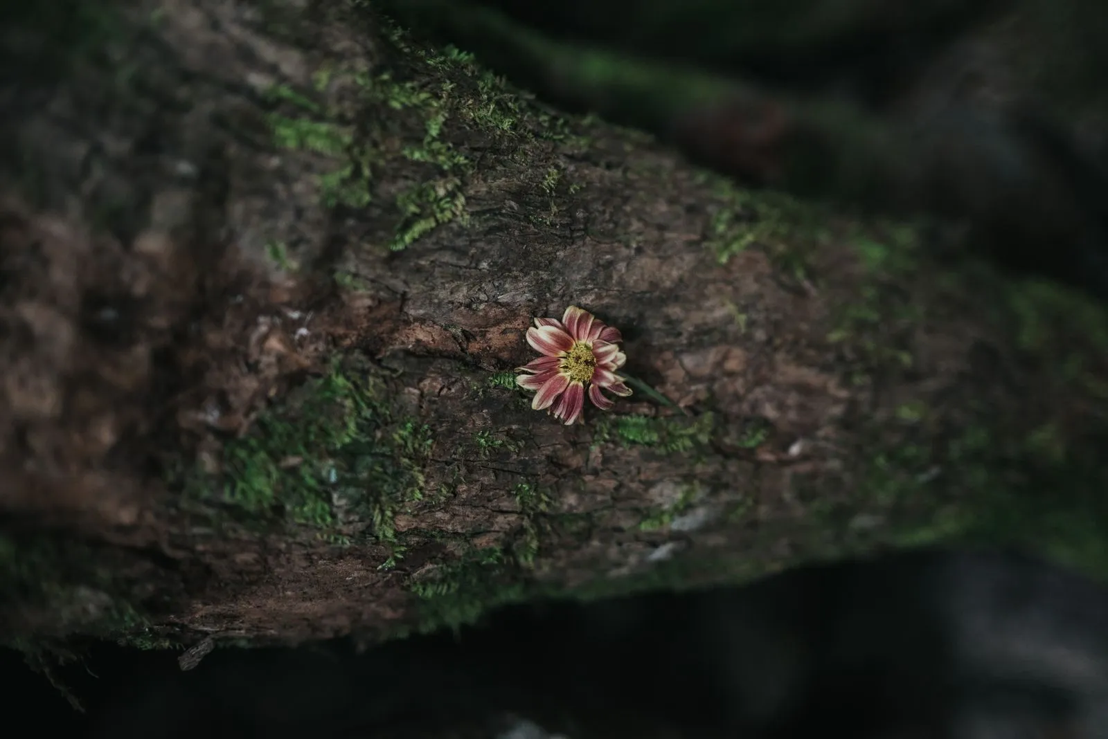 A single pink dahlia blooms from moss-covered stone or bark, petals striped with white, Lunita Jungle Retreat