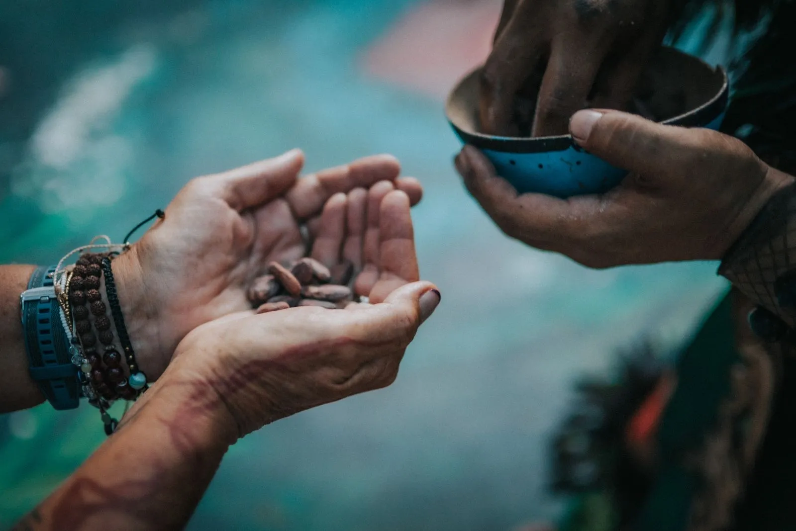 Two hands cupped over turquoise water, one holding cacao beans, Lunita Jungle Retreat