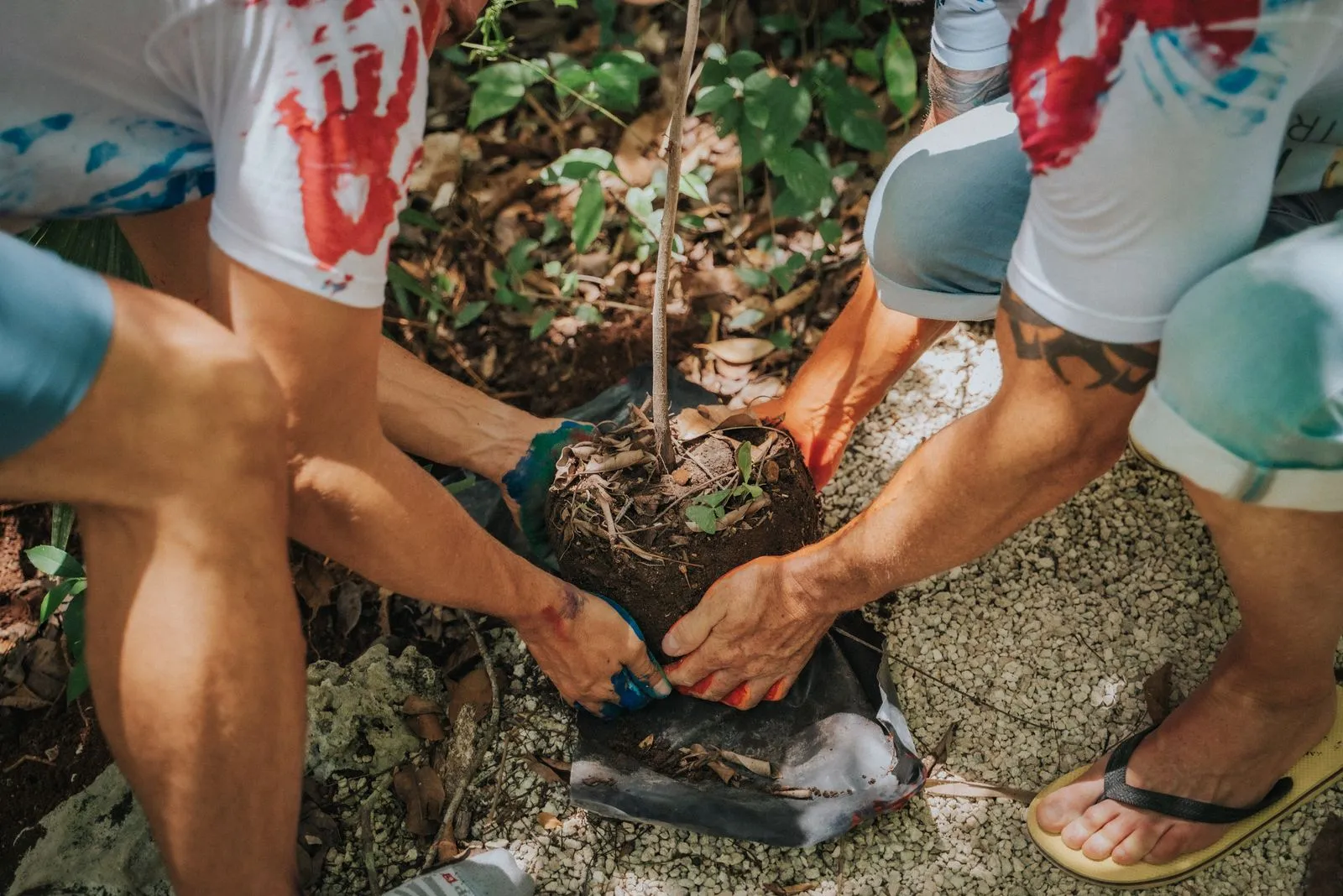 Two people in white and teal clothing plant a sapling together, hands meeting on soil and stem, Lunita Jungle Retreat