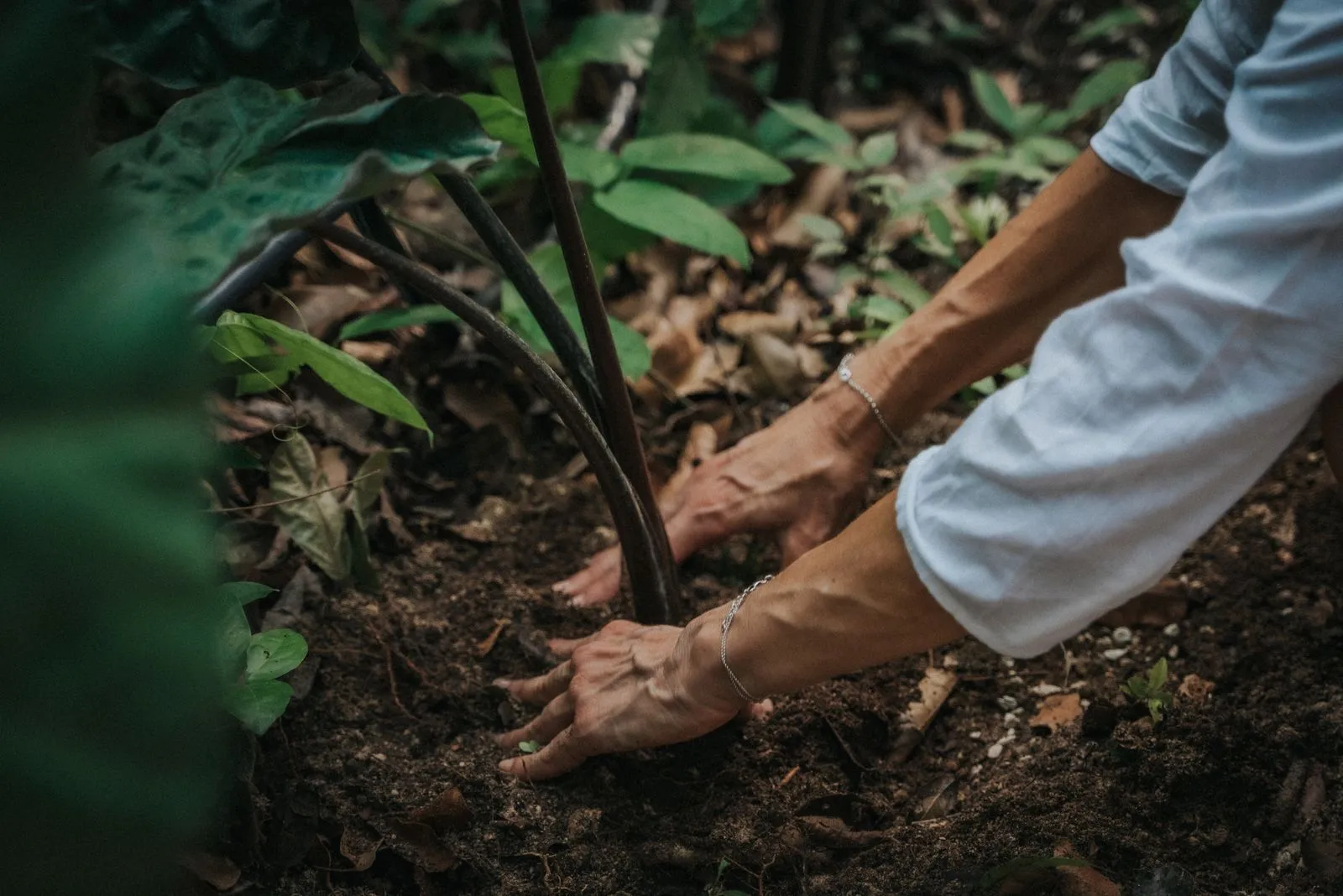Hands with a silver bracelet pressing soil around a young plant's base in dense jungle understory, Lunita Jungle Retreat