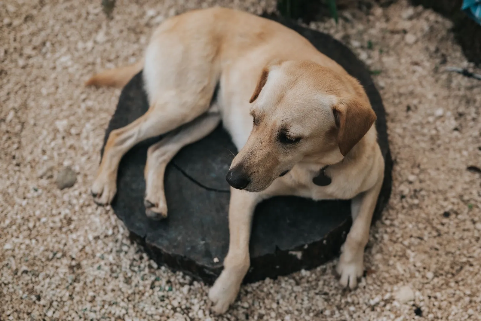 A cream-colored dog lies on sandy ground in strong midday sun, Lunita Jungle Retreat