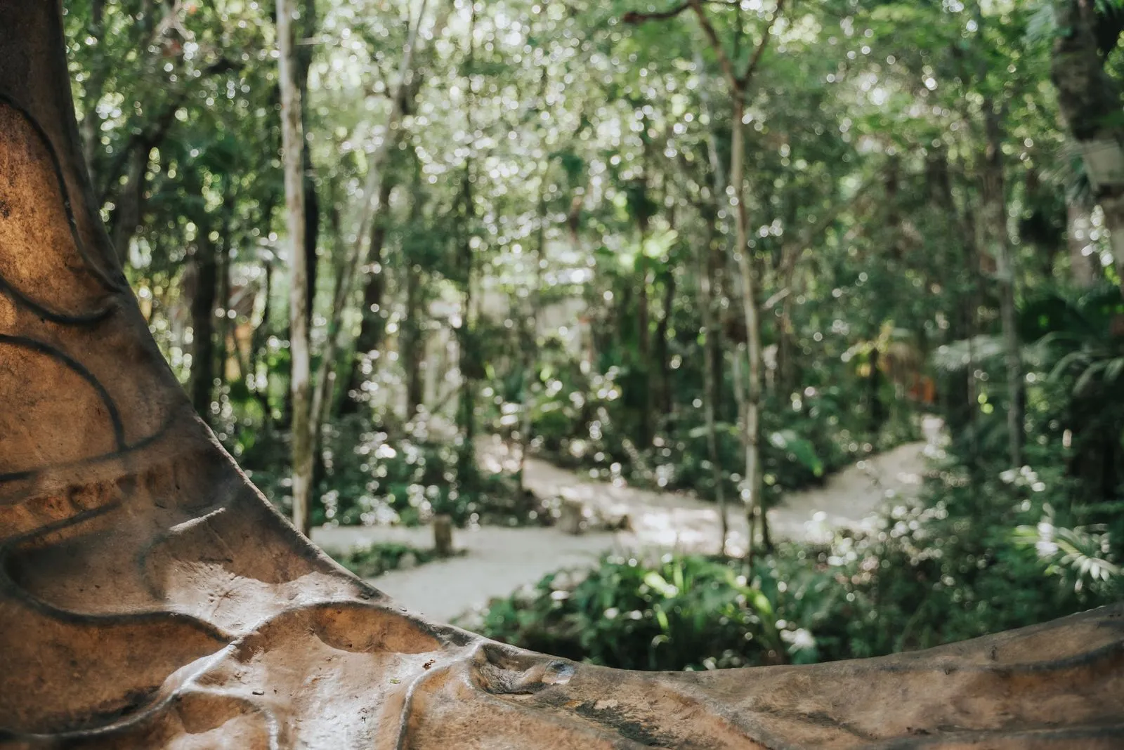 Weathered tree root in sharp foreground, gray stone path receding into dense jungle canopy, Lunita Jungle Retreat