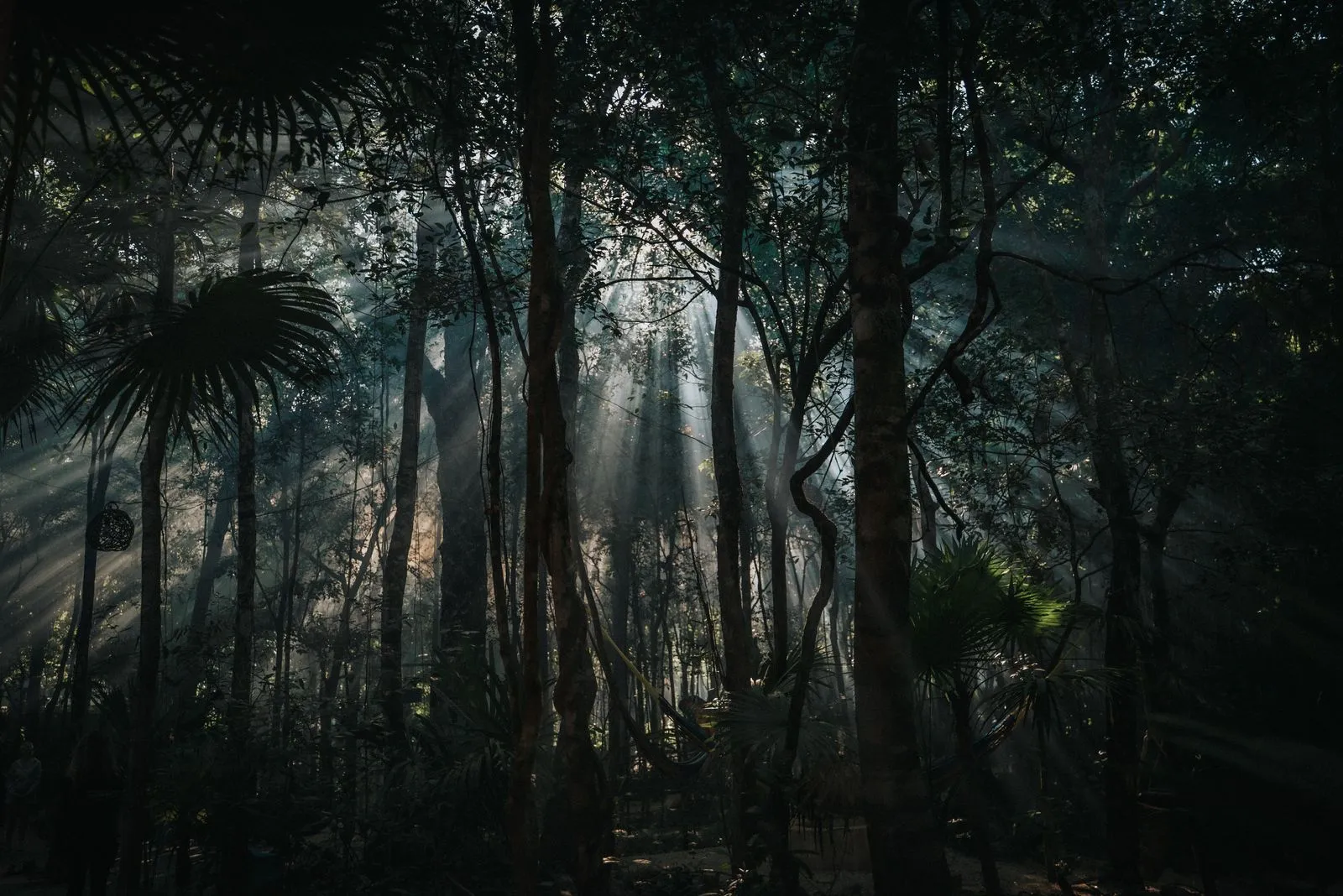 Sunlight streams in distinct rays through a dense canopy of tall palms and dark-trunked trees, Lunita Jungle Retreat